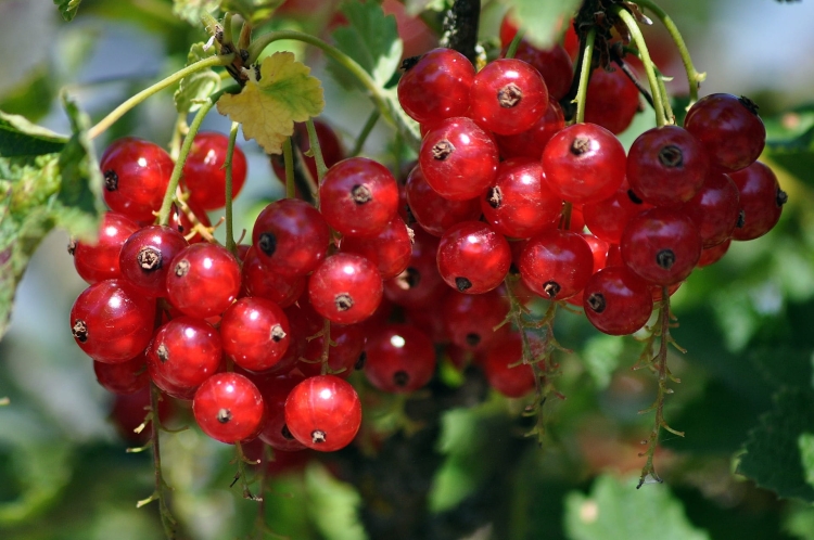 redcurrants-7337364_1920.jpg