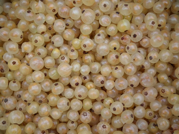 berries-193968_1920.jpg