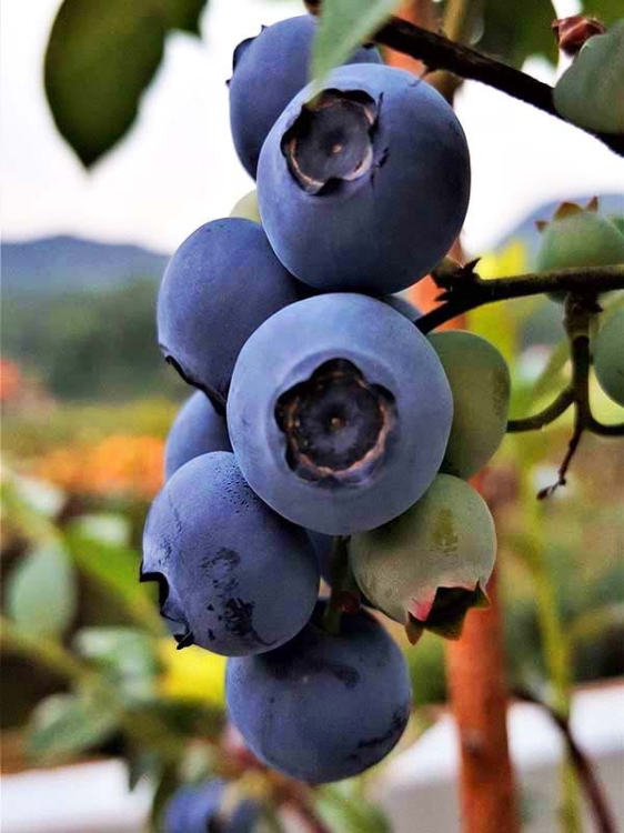 blueberry-3641415_1920 (1).jpg