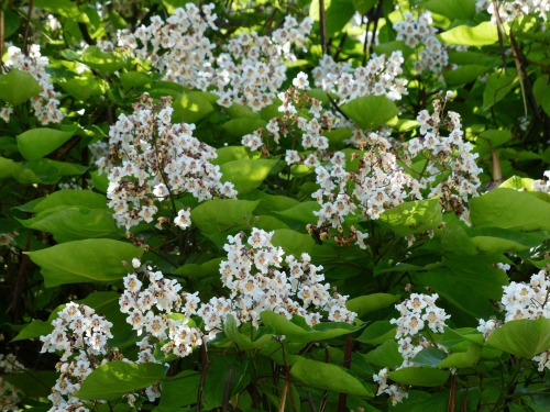 inflorescence-g6d4267979_1920.jpg