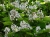 inflorescence-g6d4267979_1920.jpg