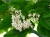 inflorescence-g9b7db9816_1920.jpg