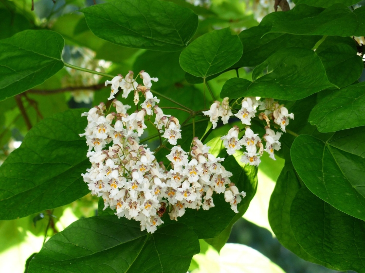 inflorescence-g9b7db9816_1920.jpg