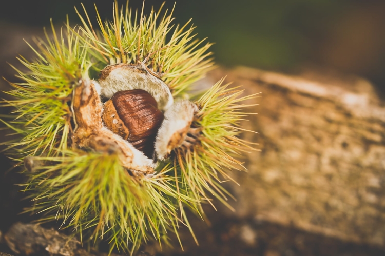 chestnut-2810489_1920.jpg