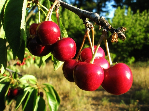 cherries-140767_1920.jpg
