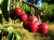 cherries-140767_1920.jpg