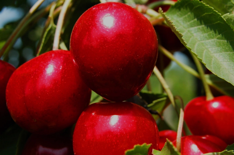 cherries-658066_1920.jpg