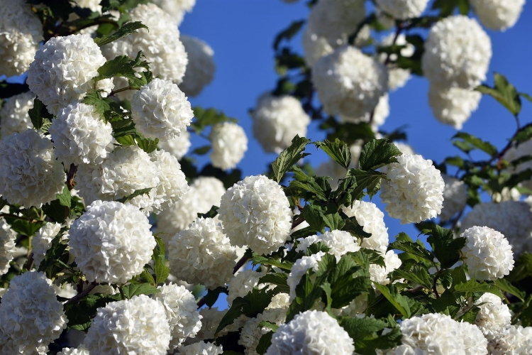 flowers-7240729_1920.jpg