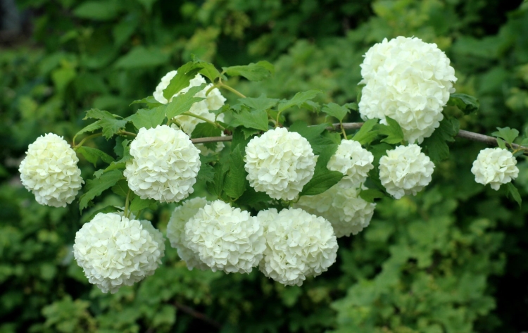 viburnum-4215322_1920.jpg