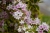 flowers-8009101_1920.jpg