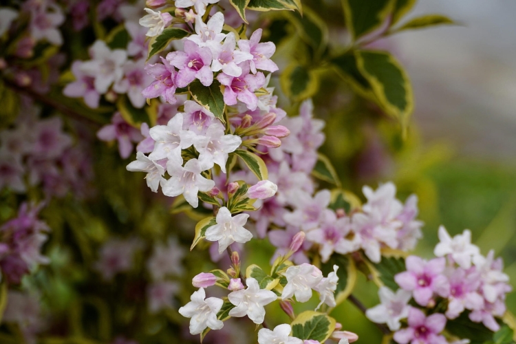 flowers-8009101_1920.jpg