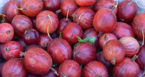 gooseberry-1534480_1920.jpg