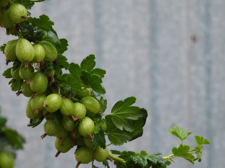gooseberry-4257241_1920.jpg