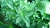 peppermint-5798140_1920.jpg