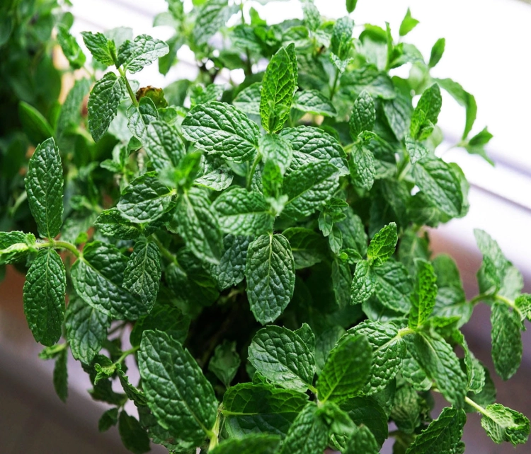 peppermint-790699_1920.jpg