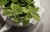 peppermint-2496363_1920.jpg
