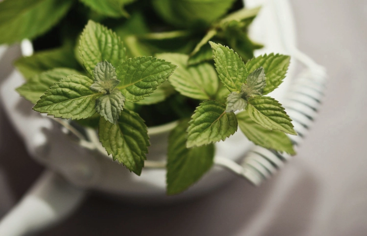 peppermint-2496363_1920.jpg