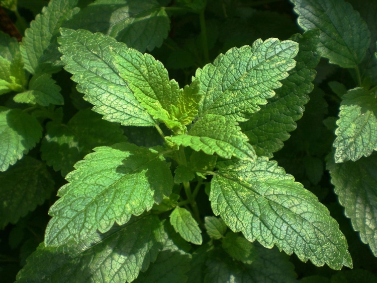 balm-283465_1280.jpg