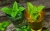lemon-balm-770051_1920.jpg