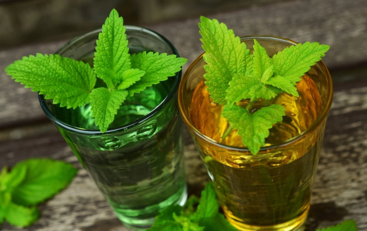 lemon-balm-770051_1920.jpg