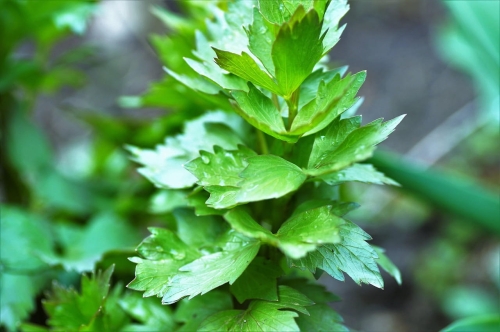 lovage-2199539_1280.jpg
