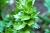 lovage-2199539_1280.jpg