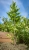 lovage-5195534_1920.jpg