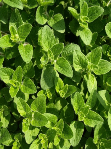 oregano-321746_1920.jpg