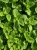 oregano-321746_1920.jpg