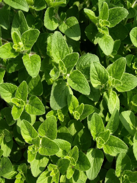 oregano-321746_1920.jpg