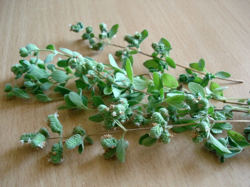 oregano-2687173_1920.jpg