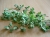 oregano-2687173_1920.jpg