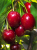 cherry-2425396_1920.jpg