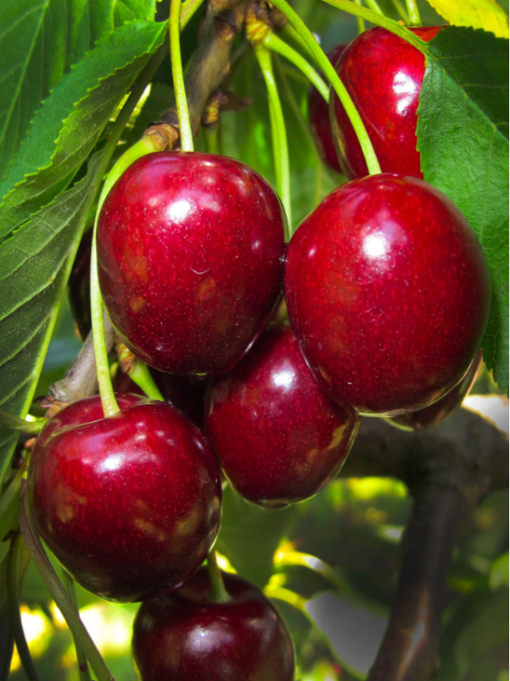 cherry-2425396_1920.jpg