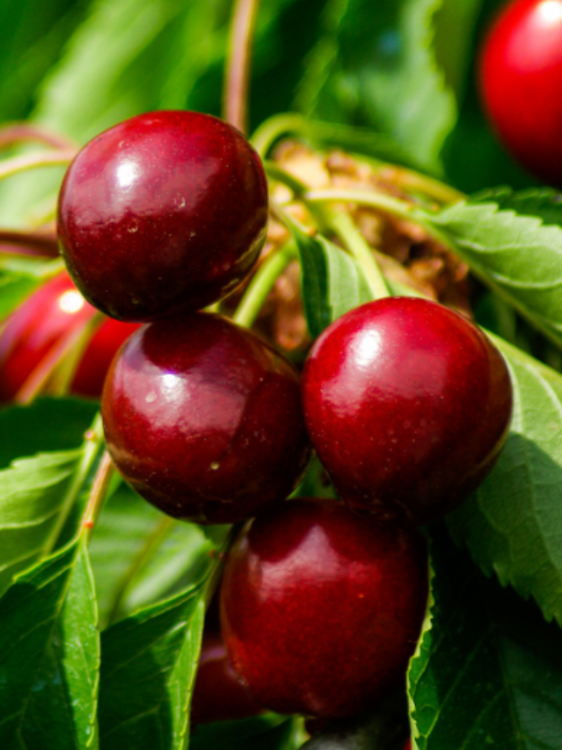 cherries-793782_1920.jpg