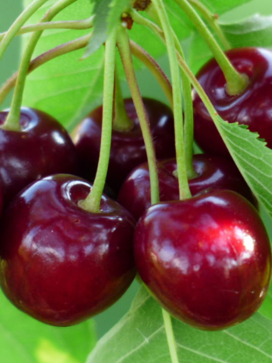 cherry-167341_1920.jpg