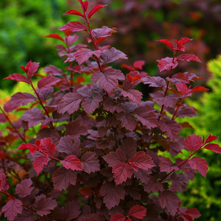 Gemini_Generated_Image_u42mk7u42mk7u42m (1).jpeg