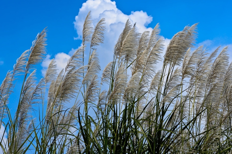 giant-reed-5110318_1920.jpg