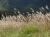 miscanthus-1329220_1920.jpg