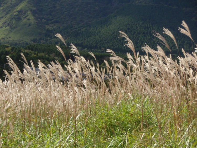 miscanthus-1329220_1920.jpg