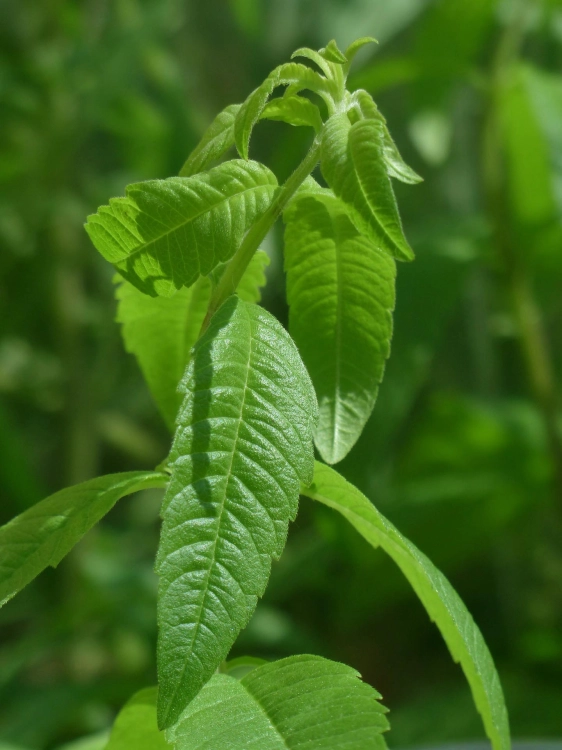 lemon-bush-115361_1920.jpg