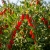 goji7.jpg
