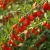 goji10.jpg