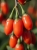 goji1.jpg