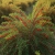 goji6.jpg