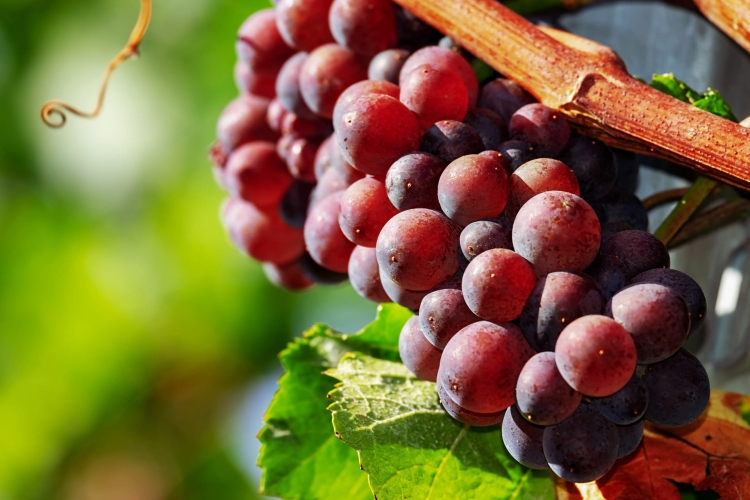 grapes-3665416_1920.jpg
