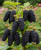 Gemini_Generated_Image_c2uizoc2uizoc2ui.png