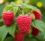 Delniwa3.png