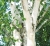 white-trunk-5210657_1920.jpg