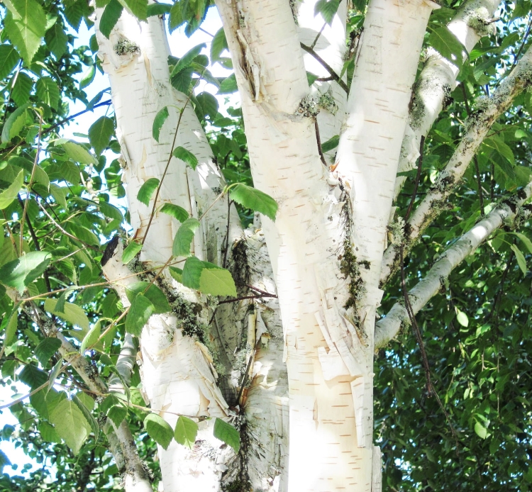white-trunk-5210657_1920.jpg